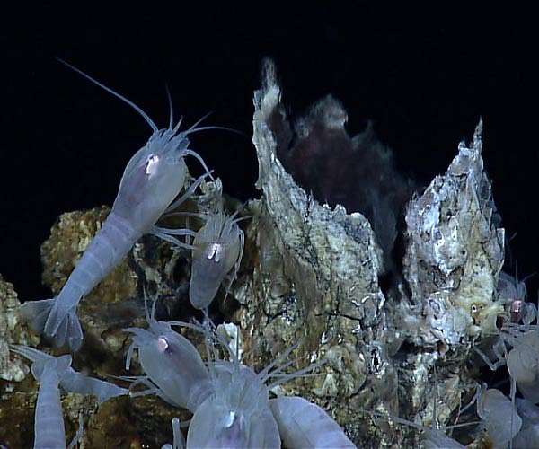 Scientists find tanner crabs feeding on seafloor methane vent