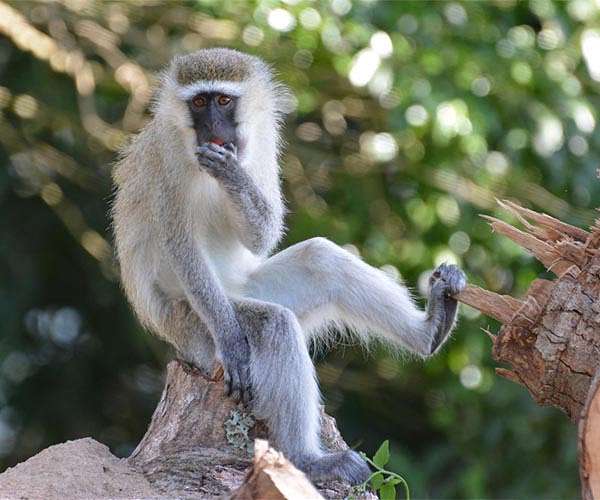 This monkey can plan out their foraging routes just like a human
