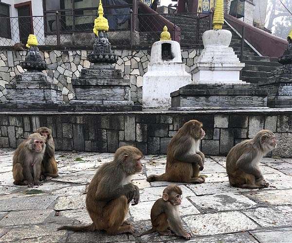 More tolerant primates have a greater need to communicate vocally, new study shows