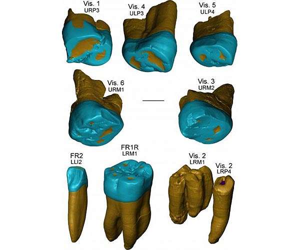 Archaeologists can determine a person's sex by analyzing a single tooth