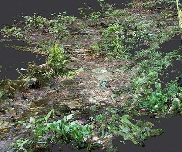 Rainforest chimpanzees are digging wells for cleaner water