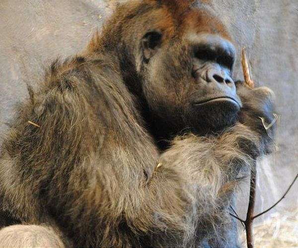 Shelter for traumatised apes in DR Congo's strife-torn east