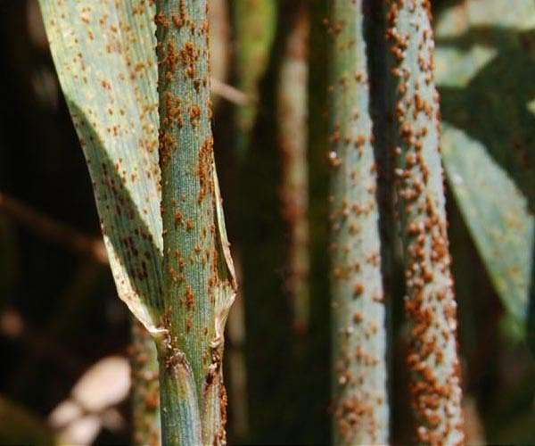 Plant pathogens can adapt to a variety of climates, hosts