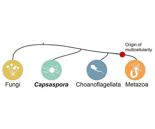 Model of multicellular evolution overturns classic theory