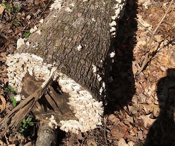 How tiny enzymes reign supreme in worldwide carbon recycling
