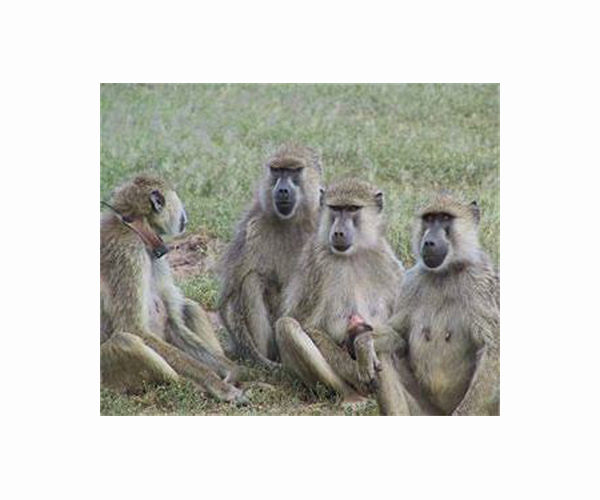 Fitbit-wearing baboons reveal price of social cohesion