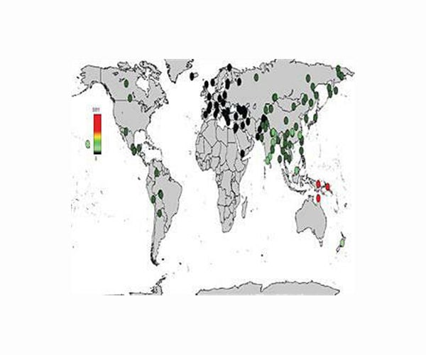 Multiple Denisovan-related ancestries in Papuans