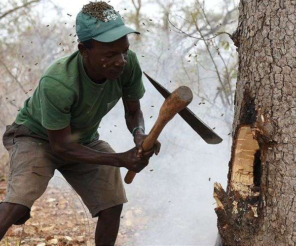 Wild birds analyze grunts, whistles made by human honey-hunters