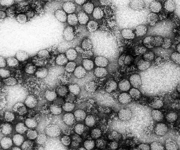 Scientists observe formation of individual viruses, a first