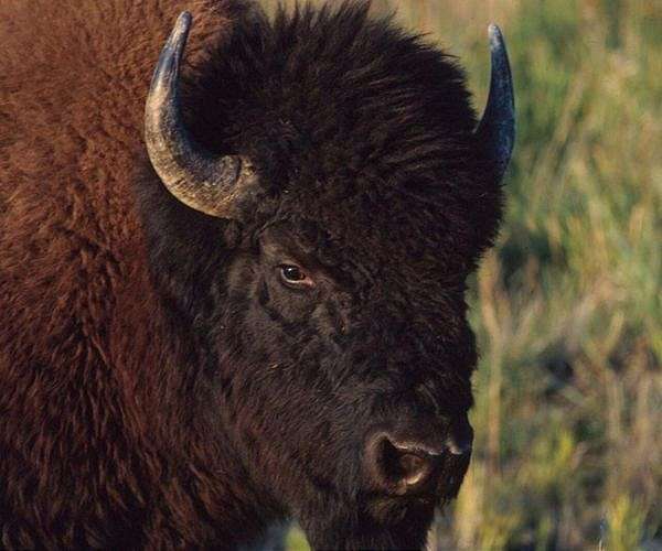 More than 45,000 people volunteer to kill 12 bison in US national park