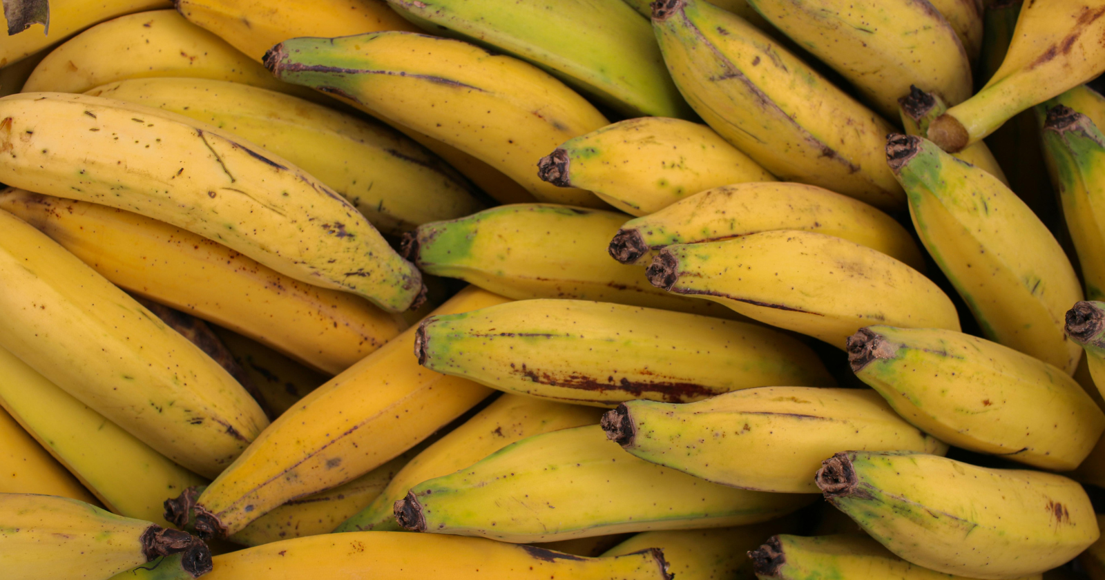 Humans share roughly 60 percent of our genes with a banana — and the framing makes for good party trivia, but the more interesting fact is what it actually means: that nearly all the basic machinery for being a living thing was settled long before our lineage and the banana's parted ways, and most of what makes any of us recognizable is the small remaining percentage we don't share.
