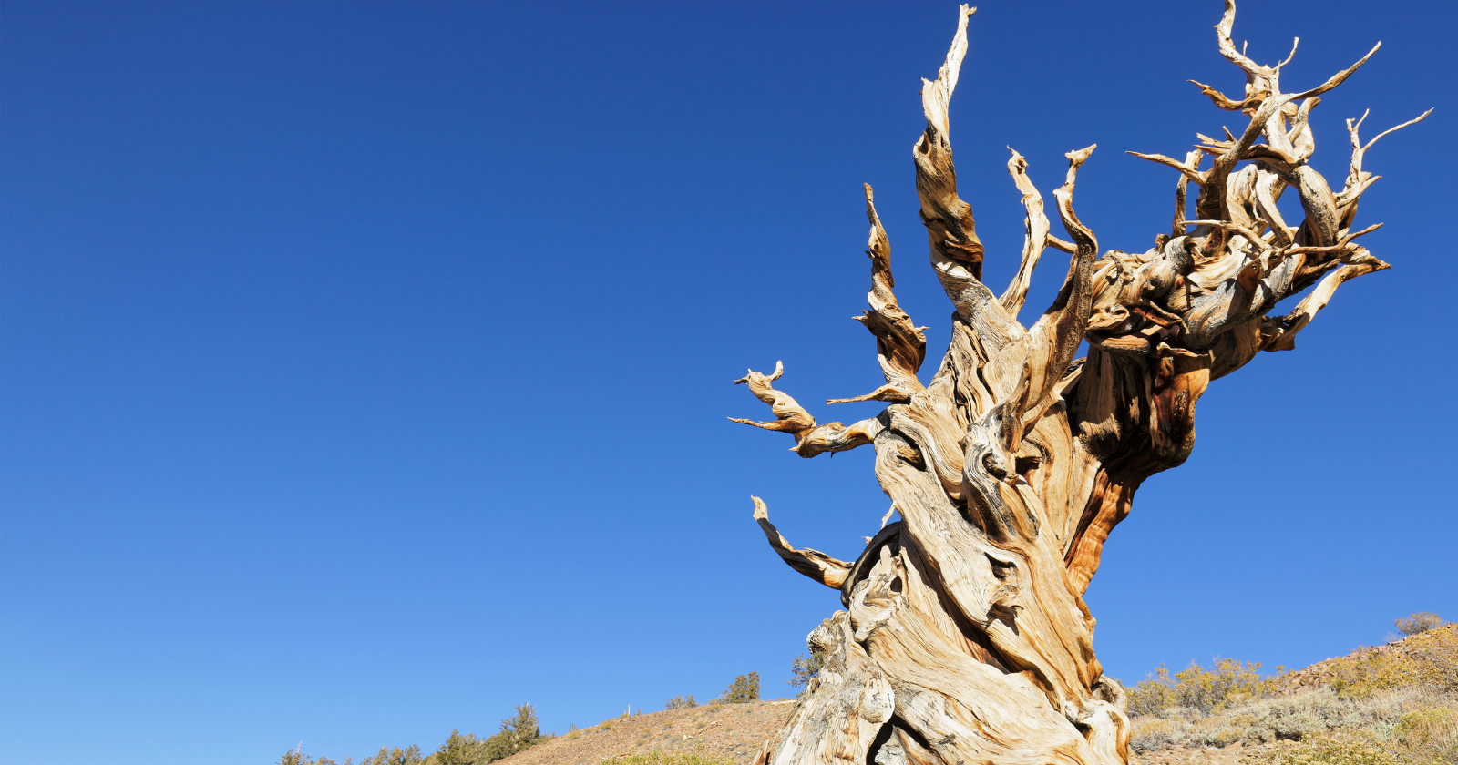 The single oldest non-clonal living thing on Earth is a bristlecone pine called Methuselah, growing on a windswept slope in California's White Mountains at 9,800 feet — it germinated around 2833 BCE, which means it was already a thousand years old when the Egyptians were finishing the Pyramids, and the U.S. Forest Service refuses to disclose its exact location for fear of what tourists would do to it