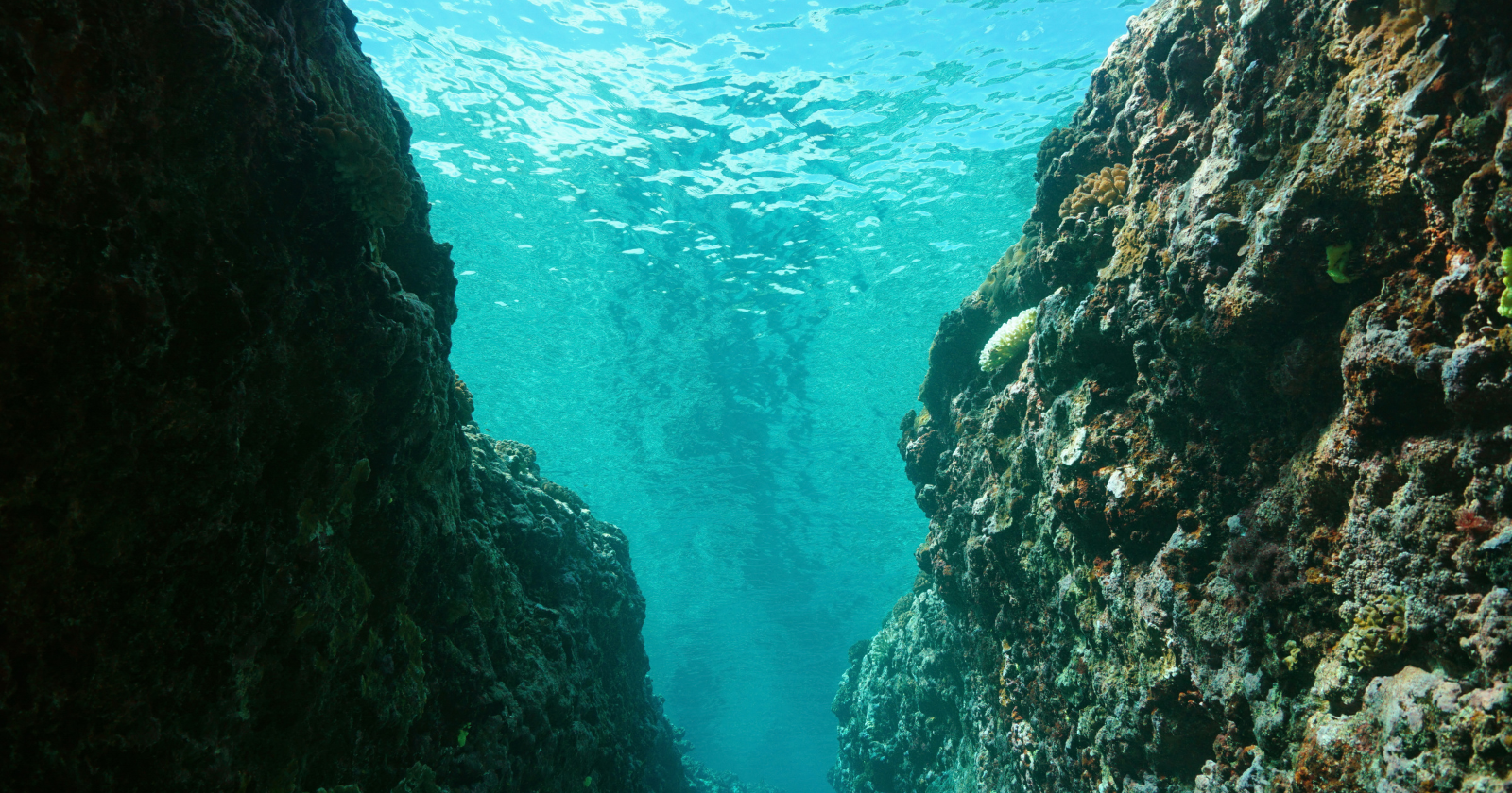The Mariana Trench, the deepest known point on Earth's surface, sits about 36,000 feet below sea level — and yet there are living organisms thriving down there, including small white shrimp-like amphipods that have been found with traces of plastic in their digestive systems, in a habitat that almost no human has ever physically reached