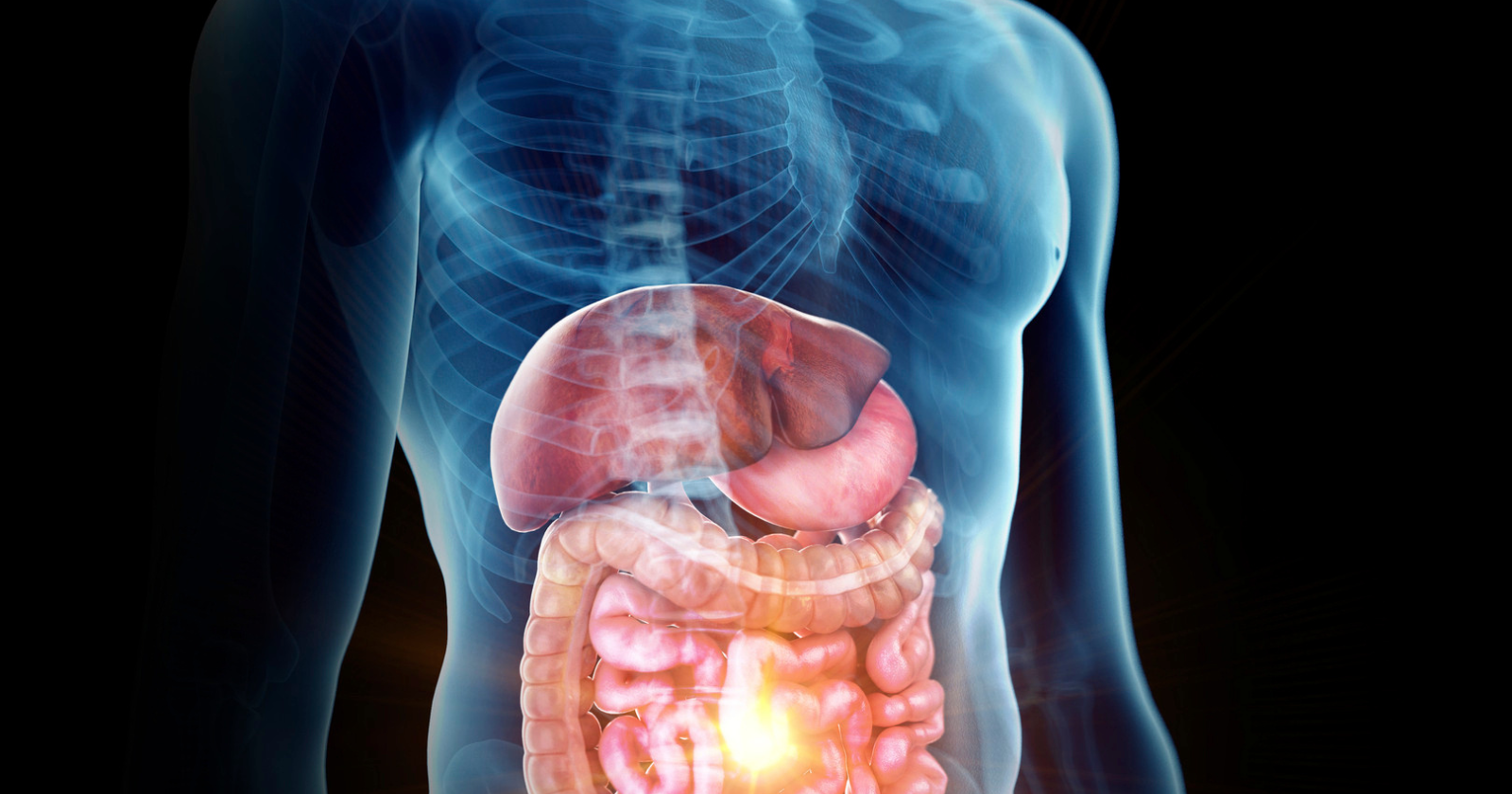 The deepest part of the human gut contains a peripheral nervous system of about 500 million neurons — more than the spinal cord — operating with enough independence that researchers sometimes call it the "second brain," and the body's emotional responses are frequently well underway in the gut before the conscious mind has been informed about whatever it is responding to