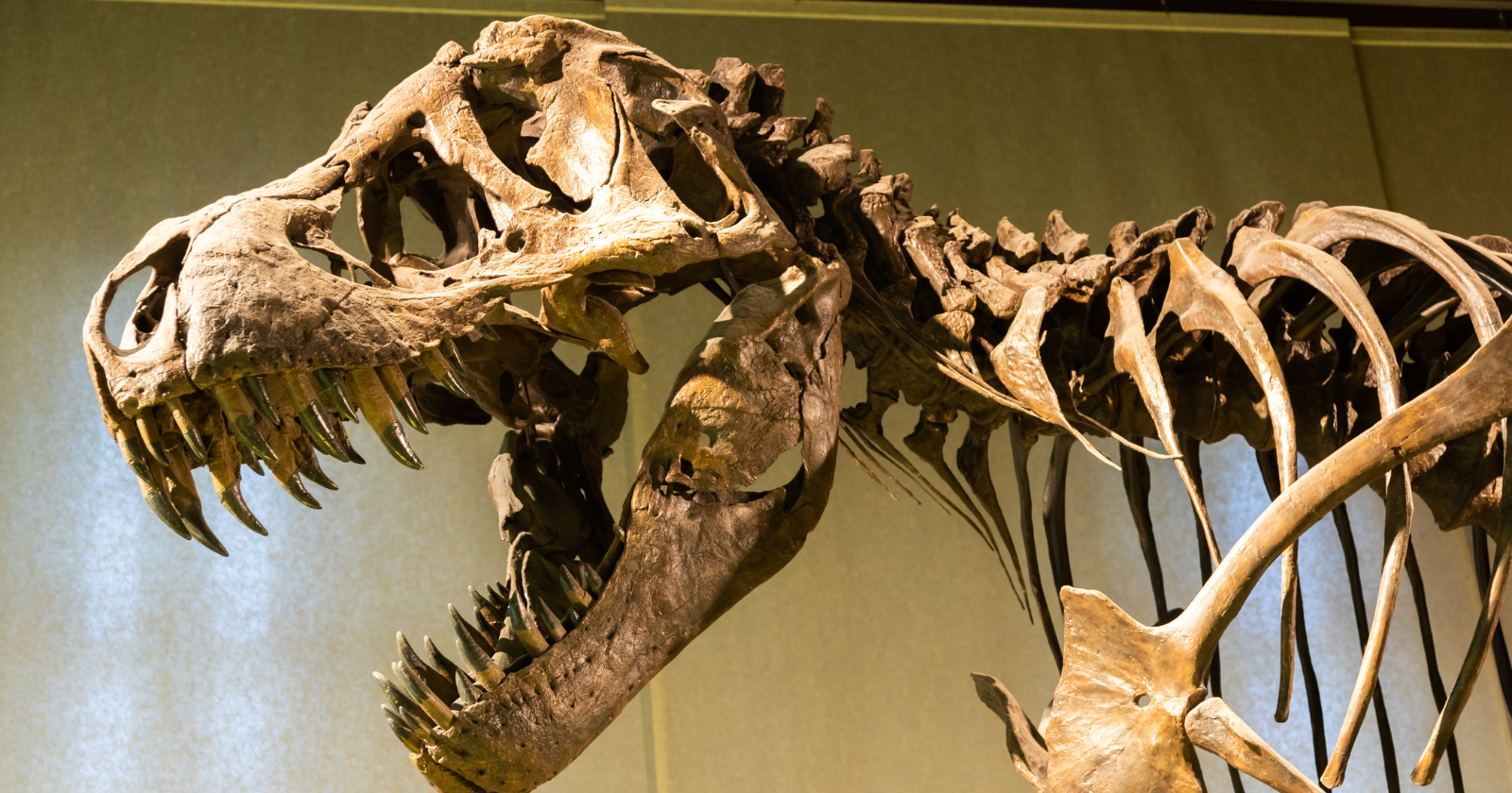 A new species of mosasaur named Tylosaurus rex — twice the length of a great white shark, with finely serrated teeth and evidence of violent combat against its own kind — has just been identified from 80-million-year-old Texas fossils that had been sitting in museums for decades