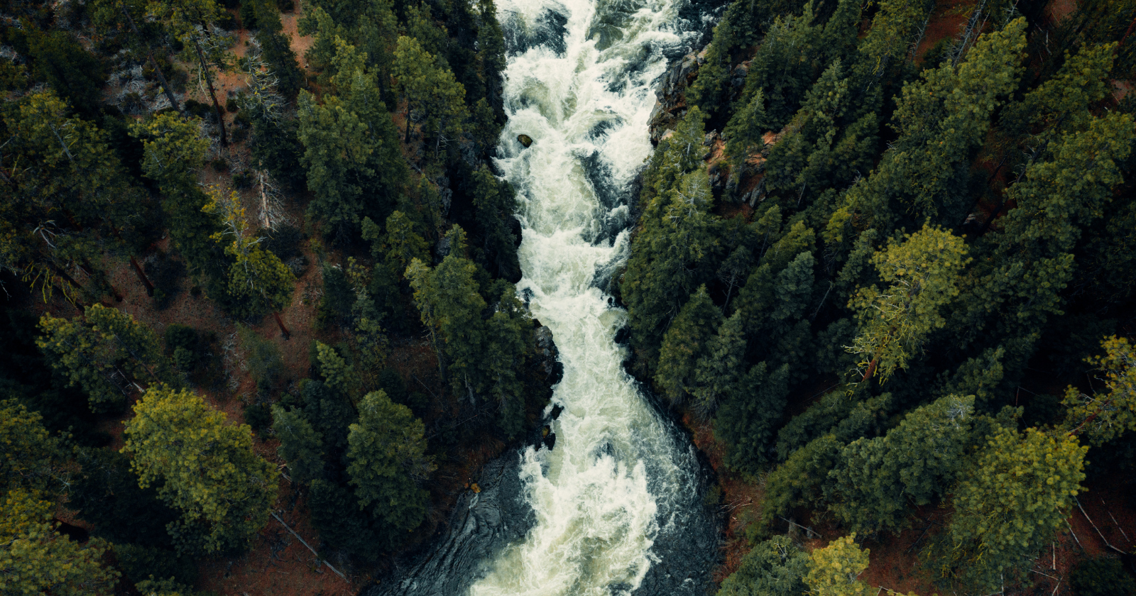 The largest known organism on Earth isn't a whale or a tree — it's a single fungus growing underground in Oregon's Malheur National Forest, covering nearly four square miles, mostly invisible, estimated to be between two and eight thousand years old and slowly killing the forest above it from beneath