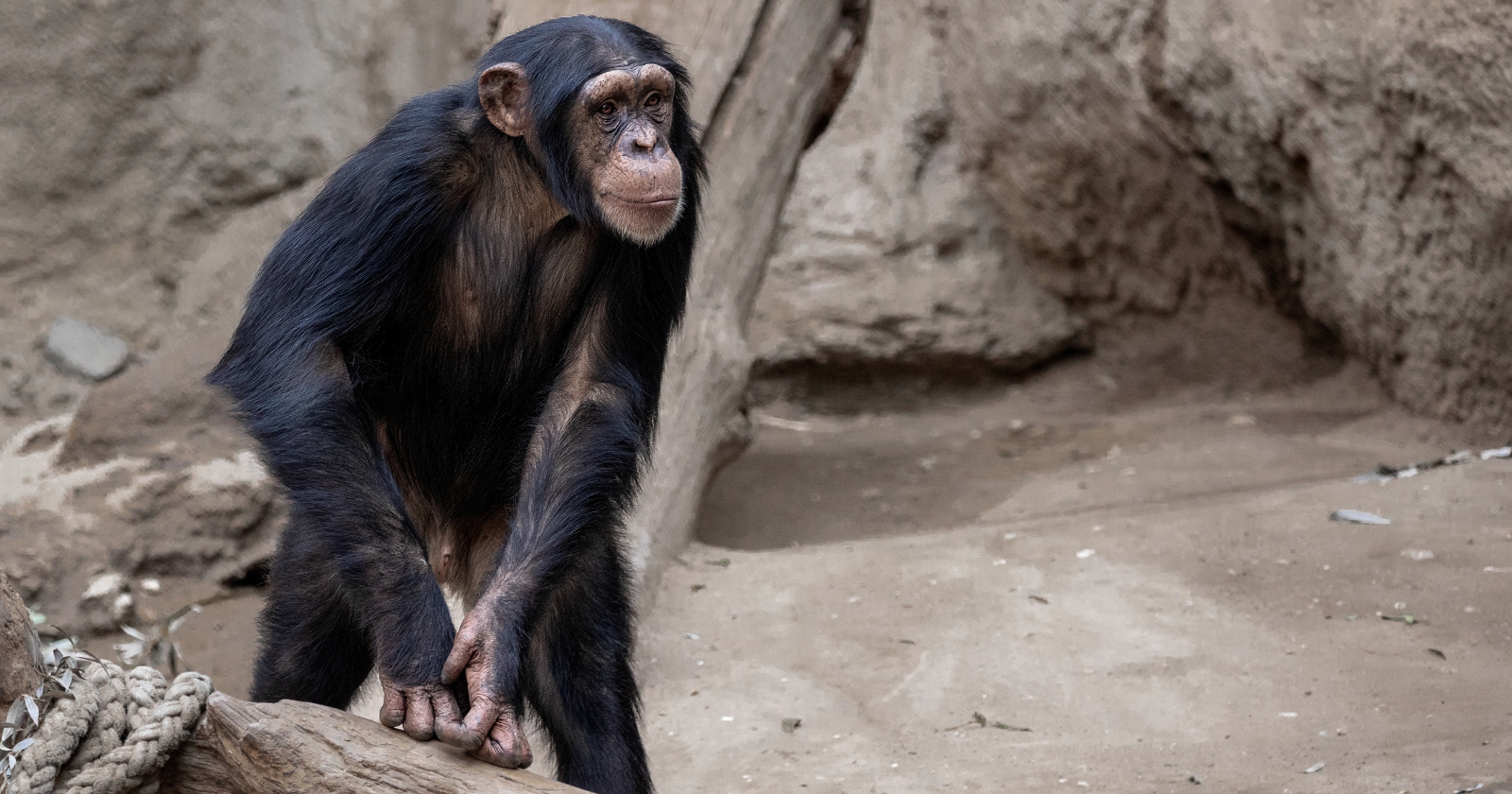 In 1961, a young chimpanzee captured in Cameroon and trained at a New Mexico air force base became the first hominin to travel into space and return alive — and the program kept him publicly nameless throughout the mission, as if to avoid the grief of losing a named chimp on national television, only calling him Ham after he came home
