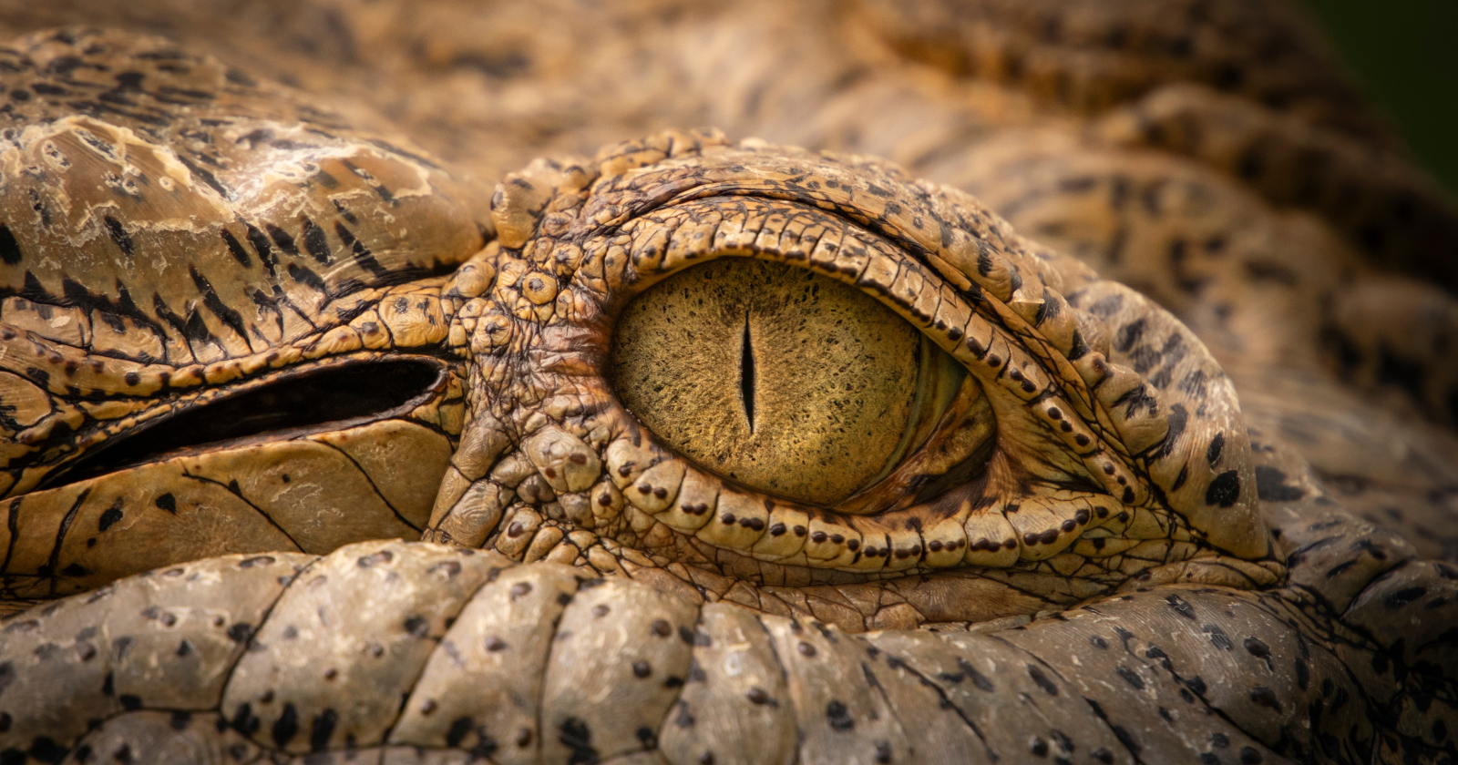 Paleontologists in New Mexico have just dug up a two-legged, beak-mouthed reptile that looks almost exactly like a small dinosaur — except it lived more than a hundred million years before any dinosaur evolved that body plan, and it wasn't a dinosaur at all, but a distant cousin of modern crocodiles