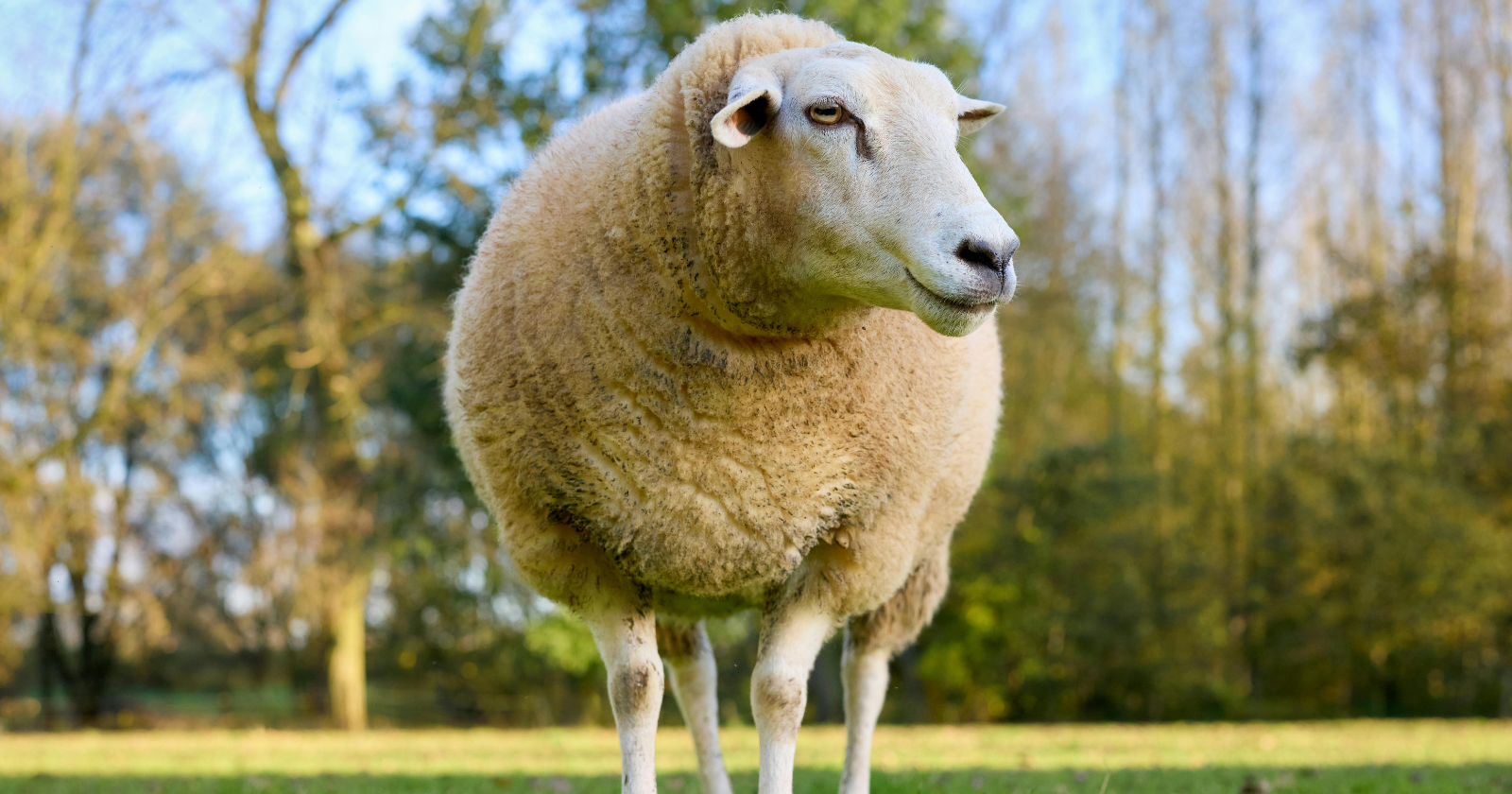When a Scottish sheep named Dolly was born on July 5, 1996 — cloned from a single cell taken from the udder of a six-year-old Finn Dorset ewe — she became the first mammal ever produced from an adult body cell, proving something developmental biologists had spent decades insisting was impossible