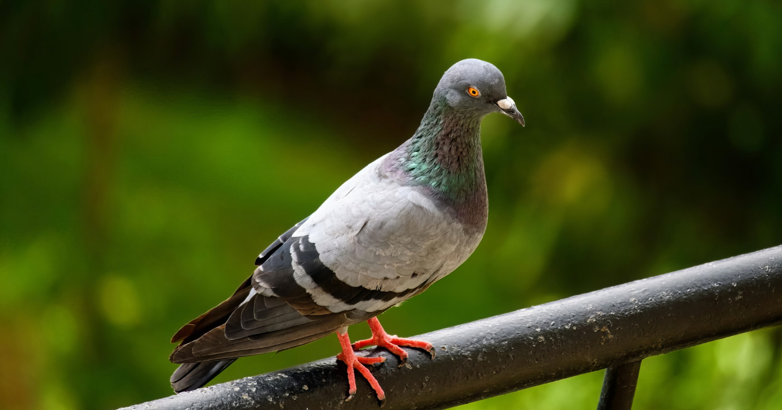 A remarkable new study suggests pigeons may navigate using their liver — solving a decades-long mystery about how birds find their way home across hundreds of miles by pointing to an organ no one had been looking at