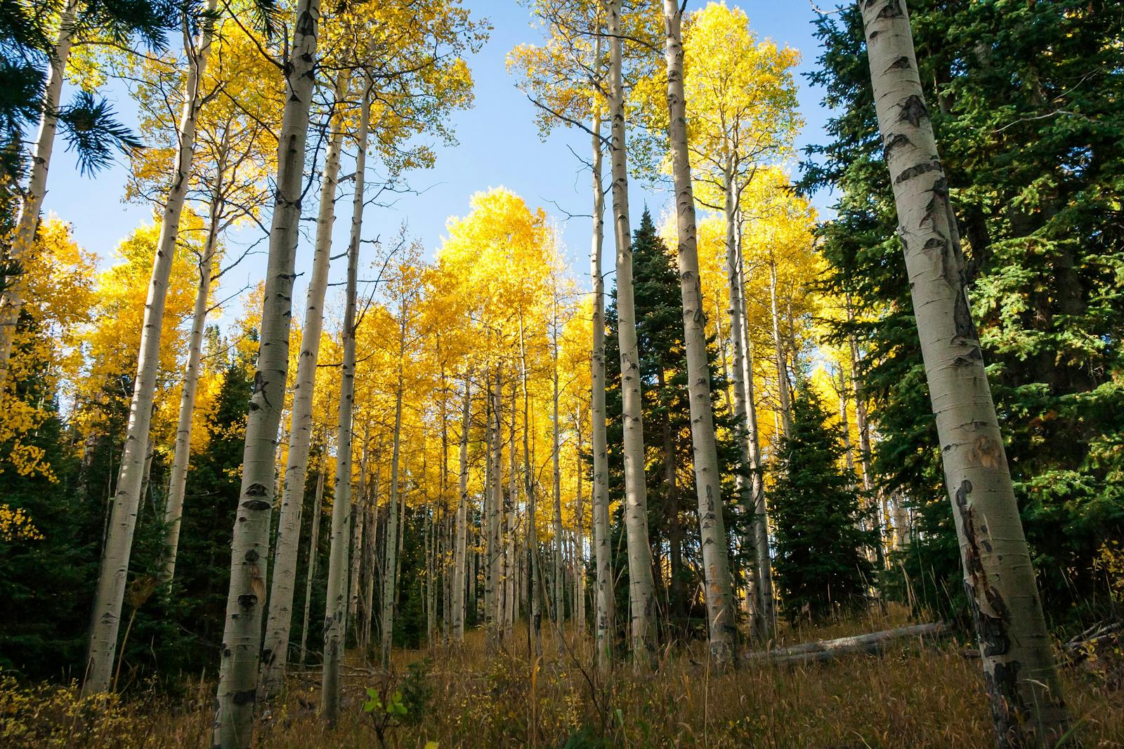 A single aspen grove in Utah called Pando is one organism sharing a 106-acre root system and 47,000 genetically identical trunks, weighs roughly 6,000 tons, and has been quietly cloning itself for somewhere between 9,000 and 80,000 years while every visible trunk above it lives and dies on a 130-year cycle.