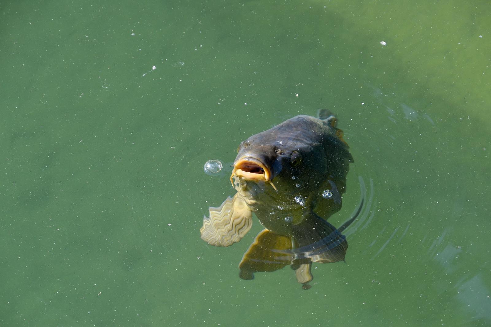 A tongue-eating louse called Cymothoa exigua swims into a fish’s gills, latches onto its tongue, drinks the blood until the tongue withers and falls off, and then spends the rest of its life acting as a functional replacement tongue the fish uses normally to eat.