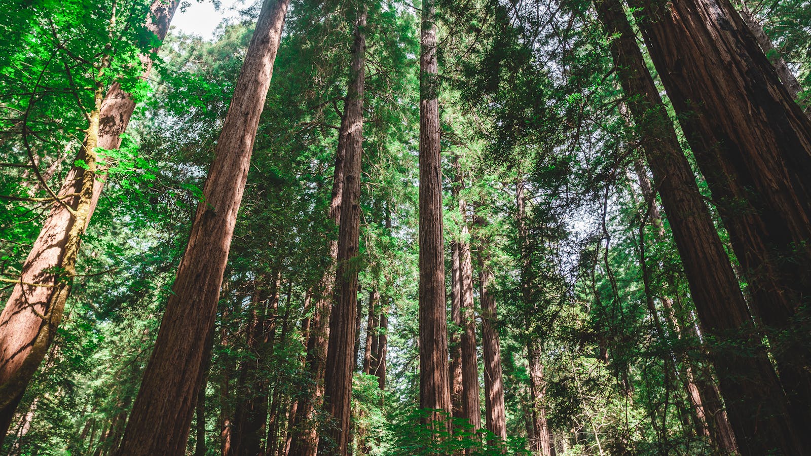 coast redwood canopy