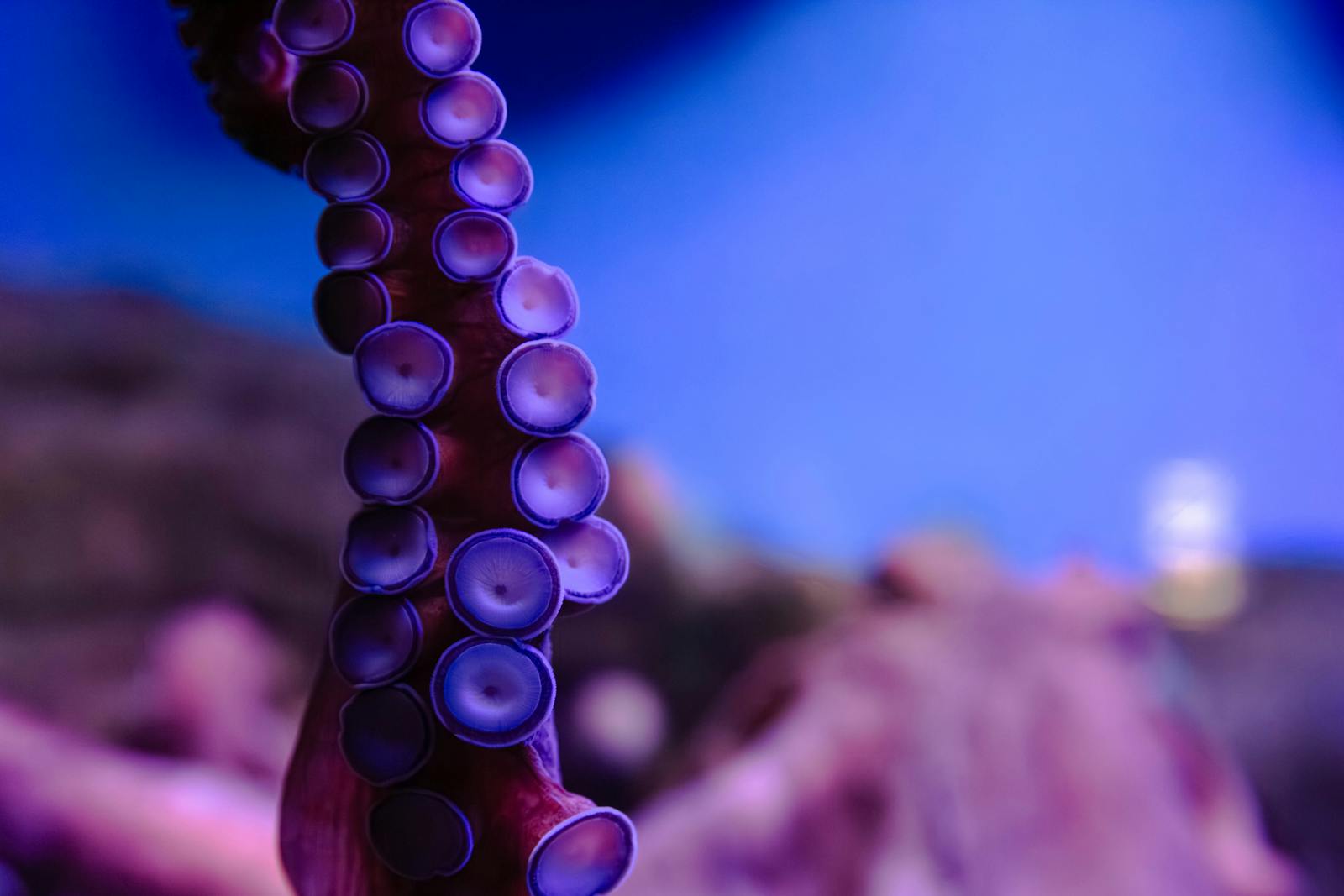 giant pacific octopus