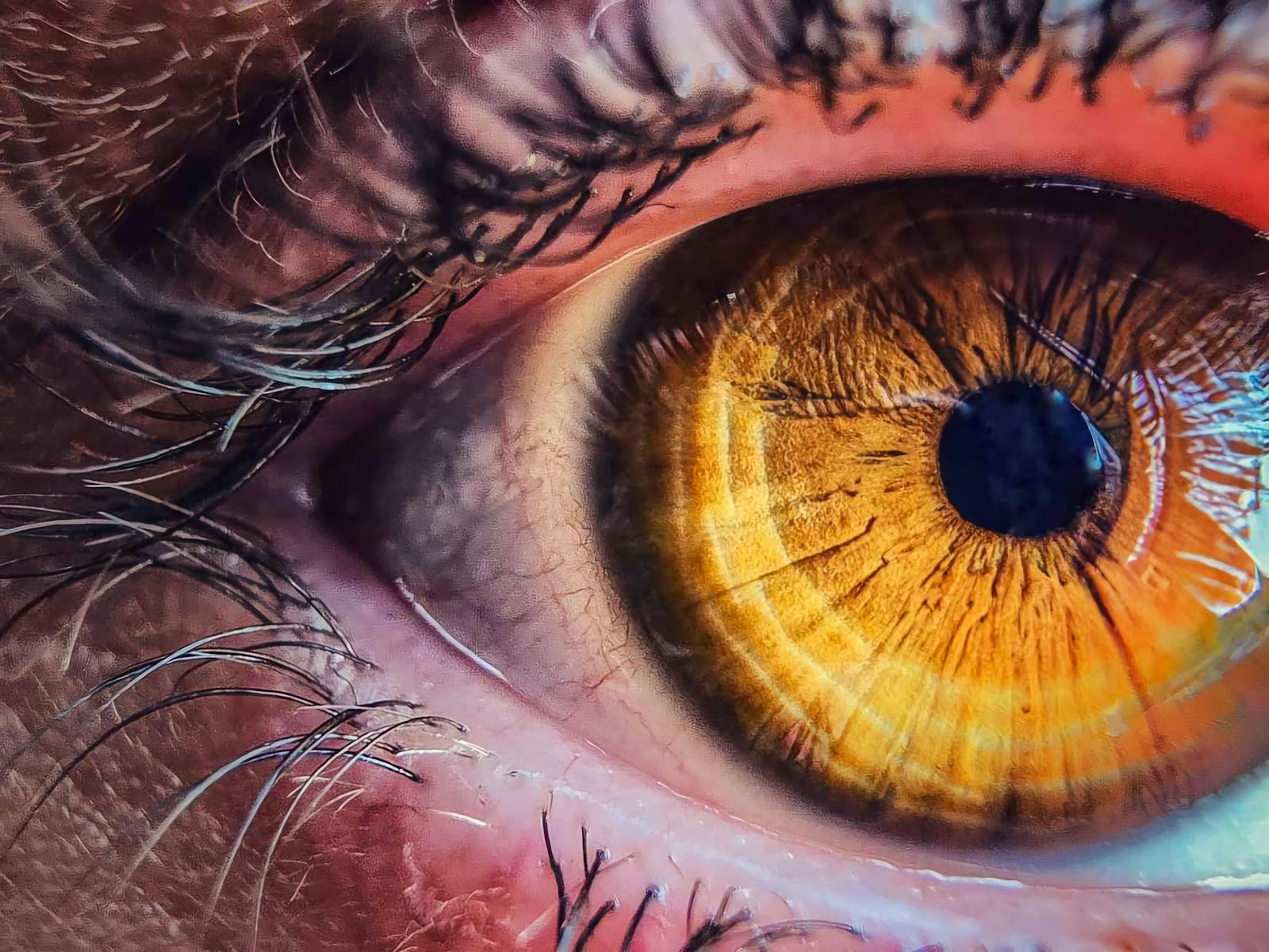 human retina cross section
