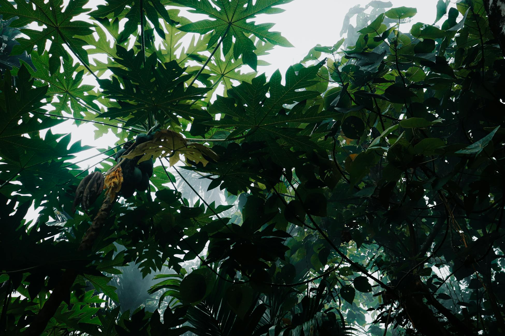 Vibrant tropical landscape featuring green papaya trees and dense foliage.