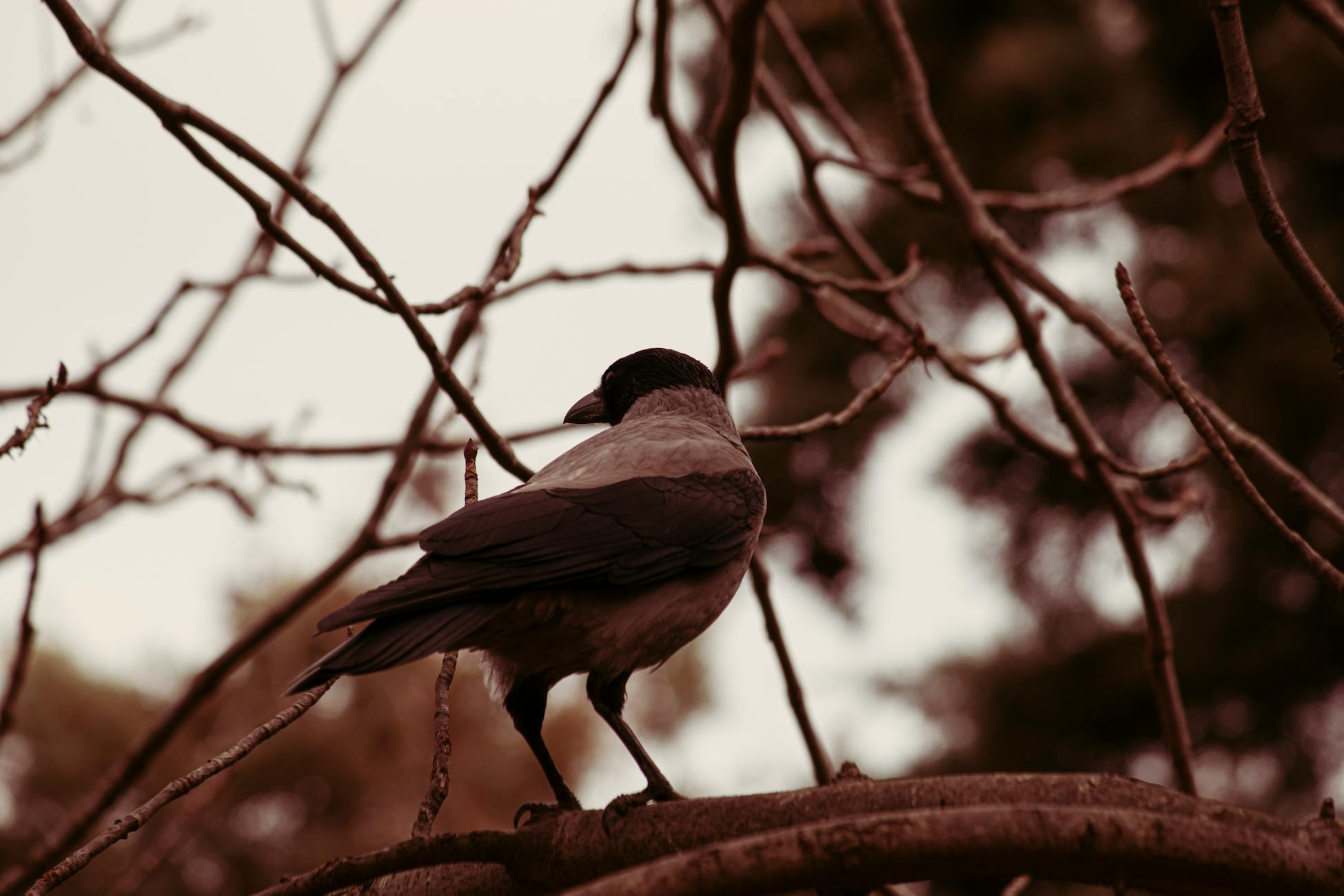 Captivating sepia-toned photograph of a crow perched on a tree branch, showcasing wildlife in winter.