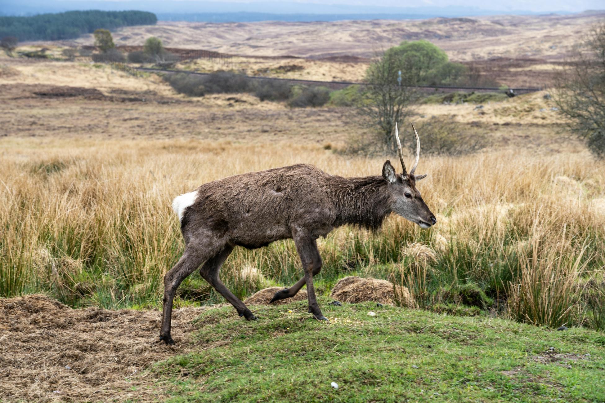 Majestic red deer roaming through the grassy terrain in the scenic Scottish Highlands.