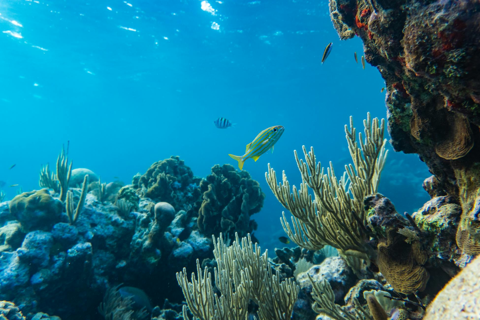 Underwater view of colorful coral reef and marine life in Honduras.