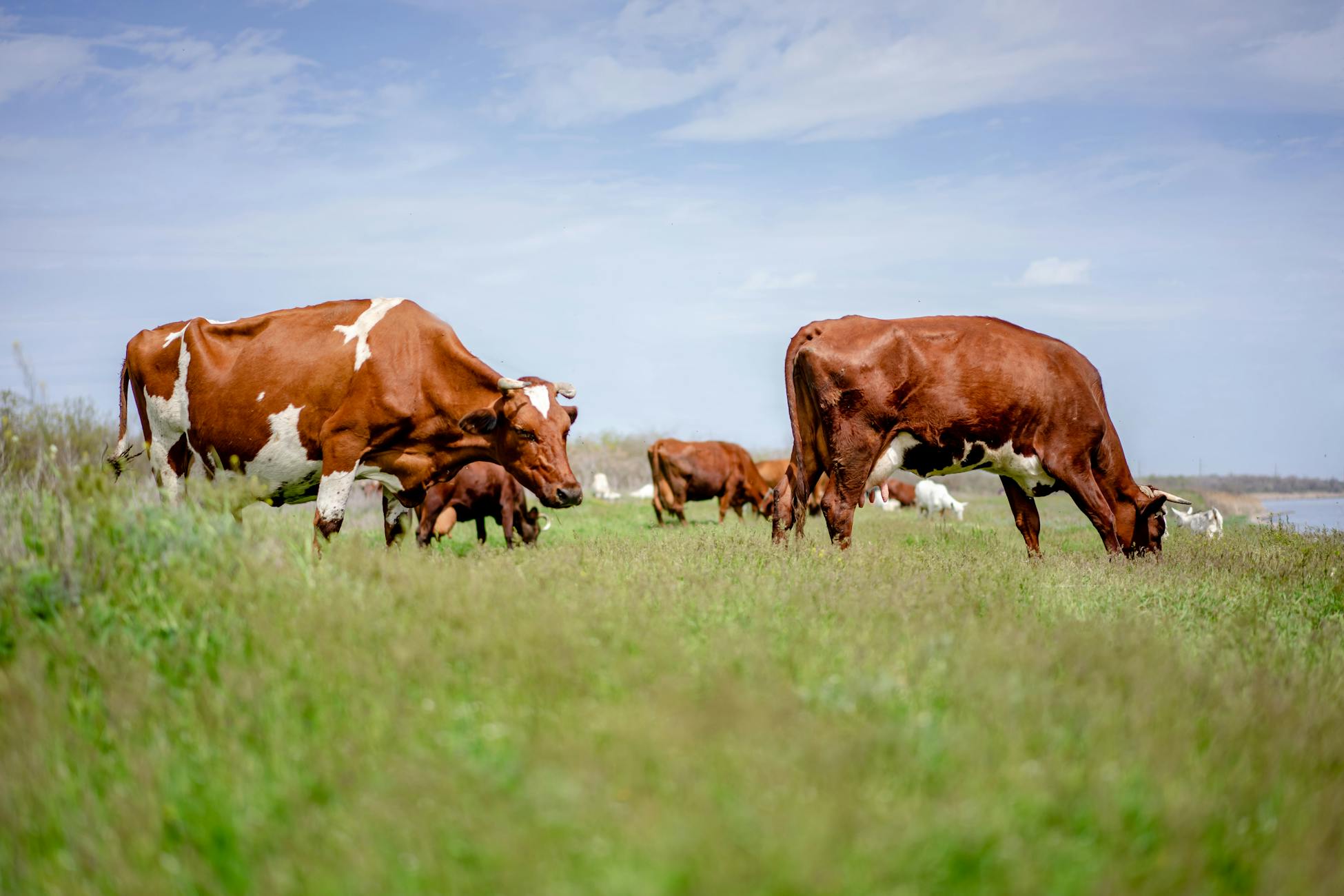 Brown cows peacefully graze in a lush green field under a clear blue sky, symbolizing pastoral tranquility.