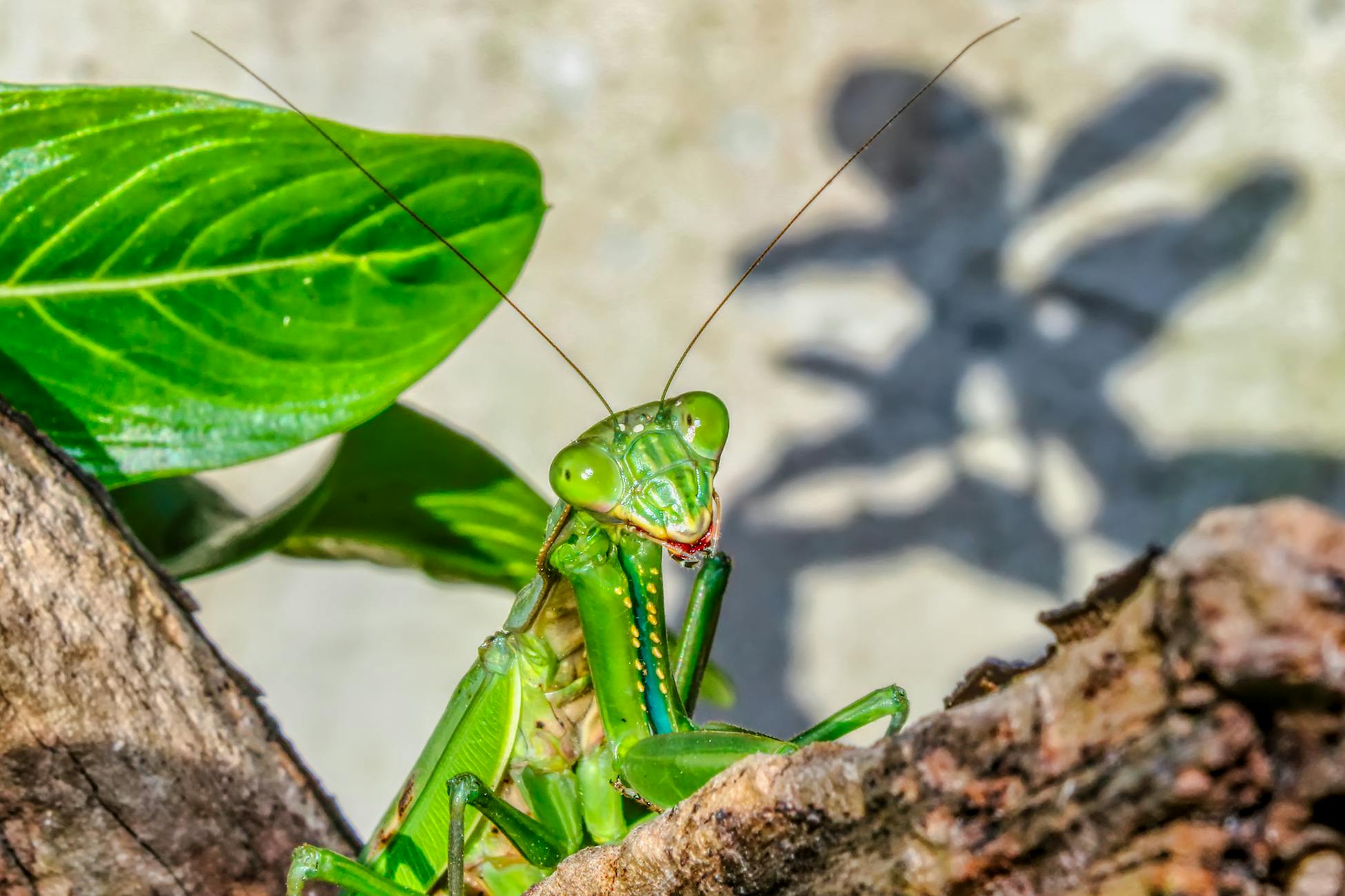 Close-up of a green praying mantis on a branch in Margate, South Africa.