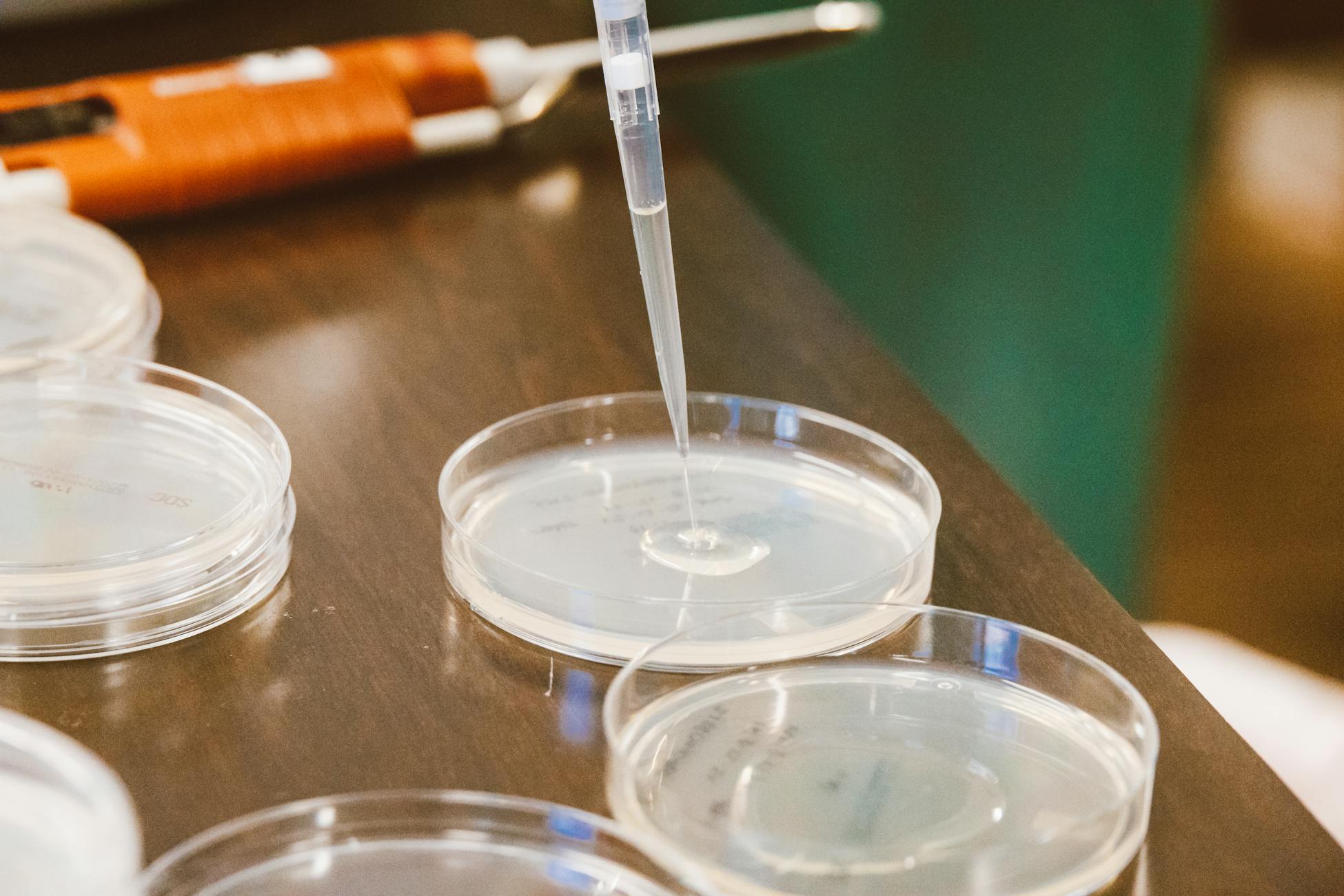 Close-up of pipette adding liquid to petri dishes in a laboratory setting.