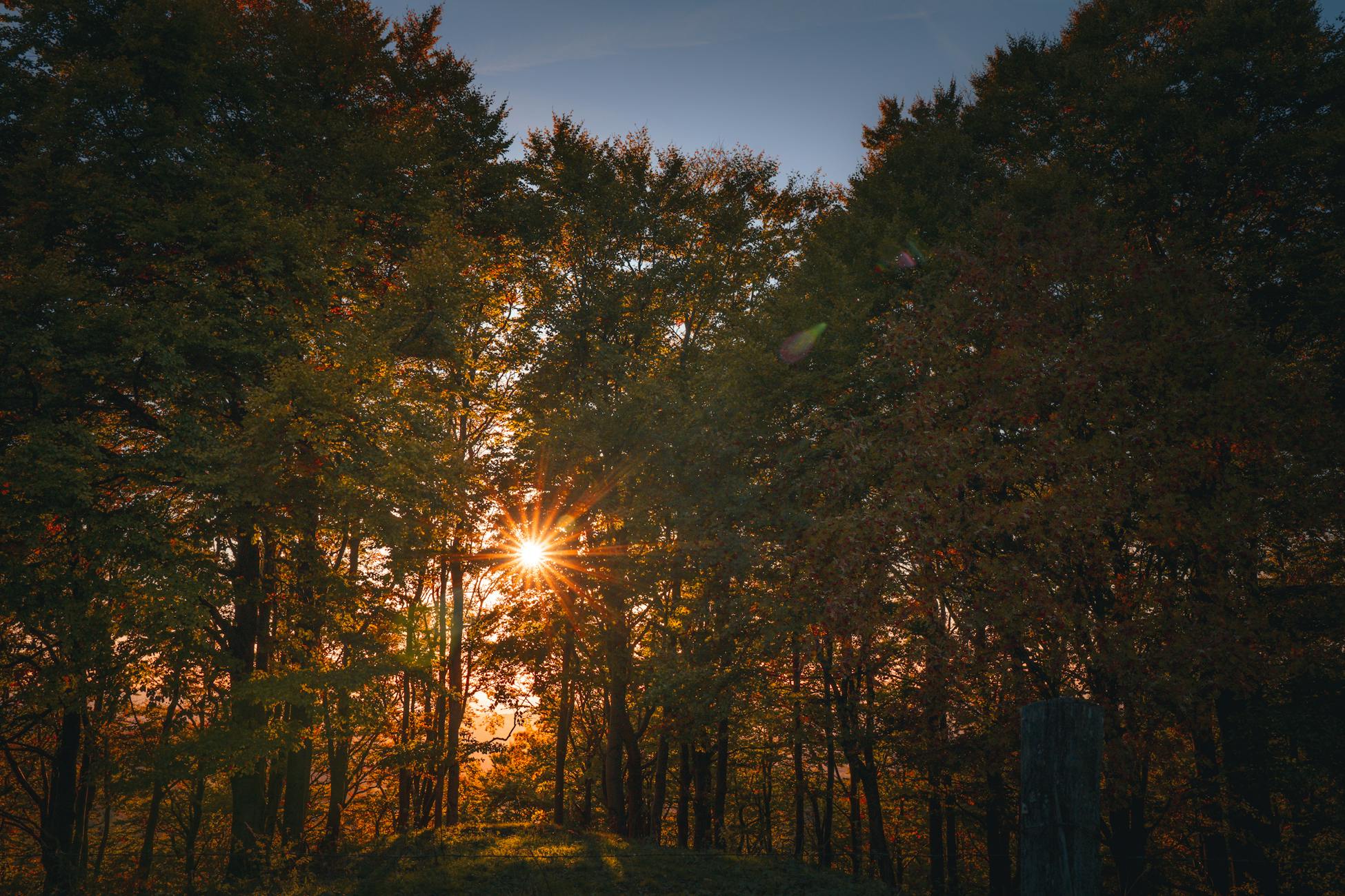 Beautiful sunset with sunbeams shining through a tranquil forest, creating a warm and peaceful atmosphere.