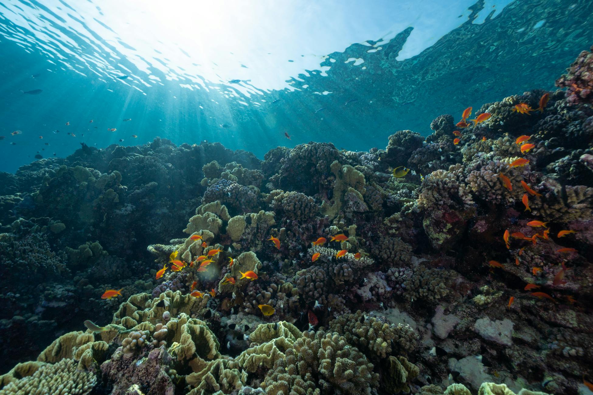 A team led by Nick Mortimer at GNS Science in New Zealand spent two decades mapping the basalt and granite floor of the Tasman region before formally naming Zealandia in a 2017 paper, ending more than a century of arguments about whether a submerged landmass could still count as a continent.