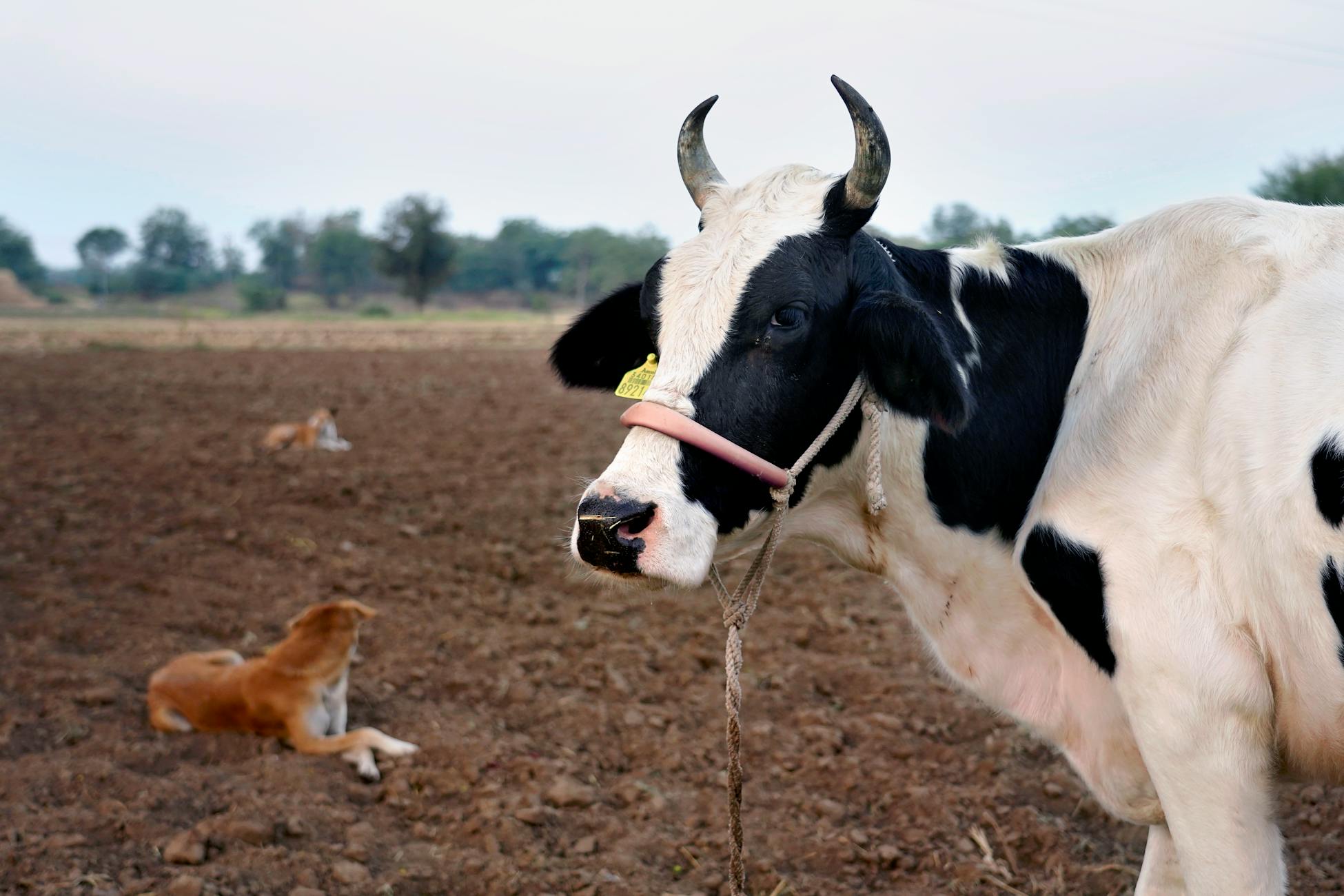 Cows have best friends, get visibly stressed when separated from them, and have measurably lower heart rates when reunited — and the dairy industry has known this since at least 2011