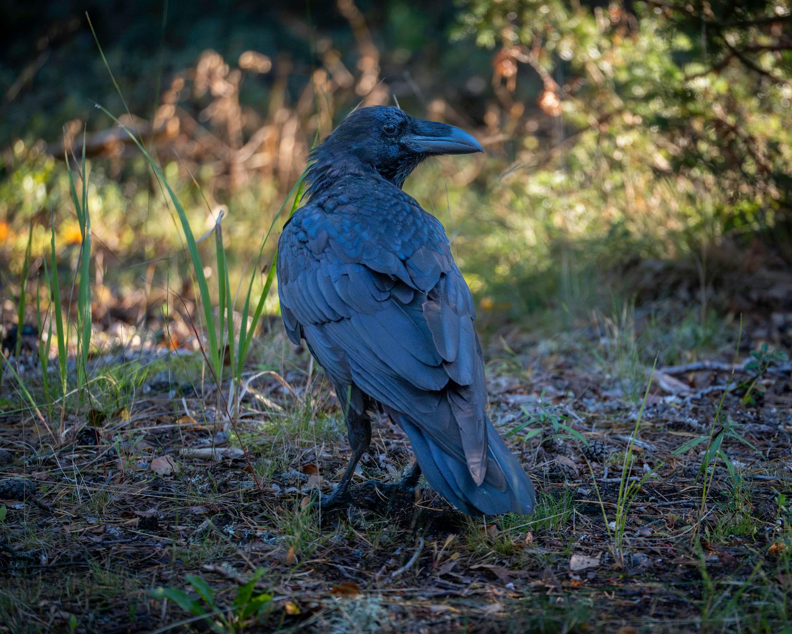 Crows can recognise individual human faces, hold grudges against specific people for years, and teach those grudges to their offspring who have never met the human in question