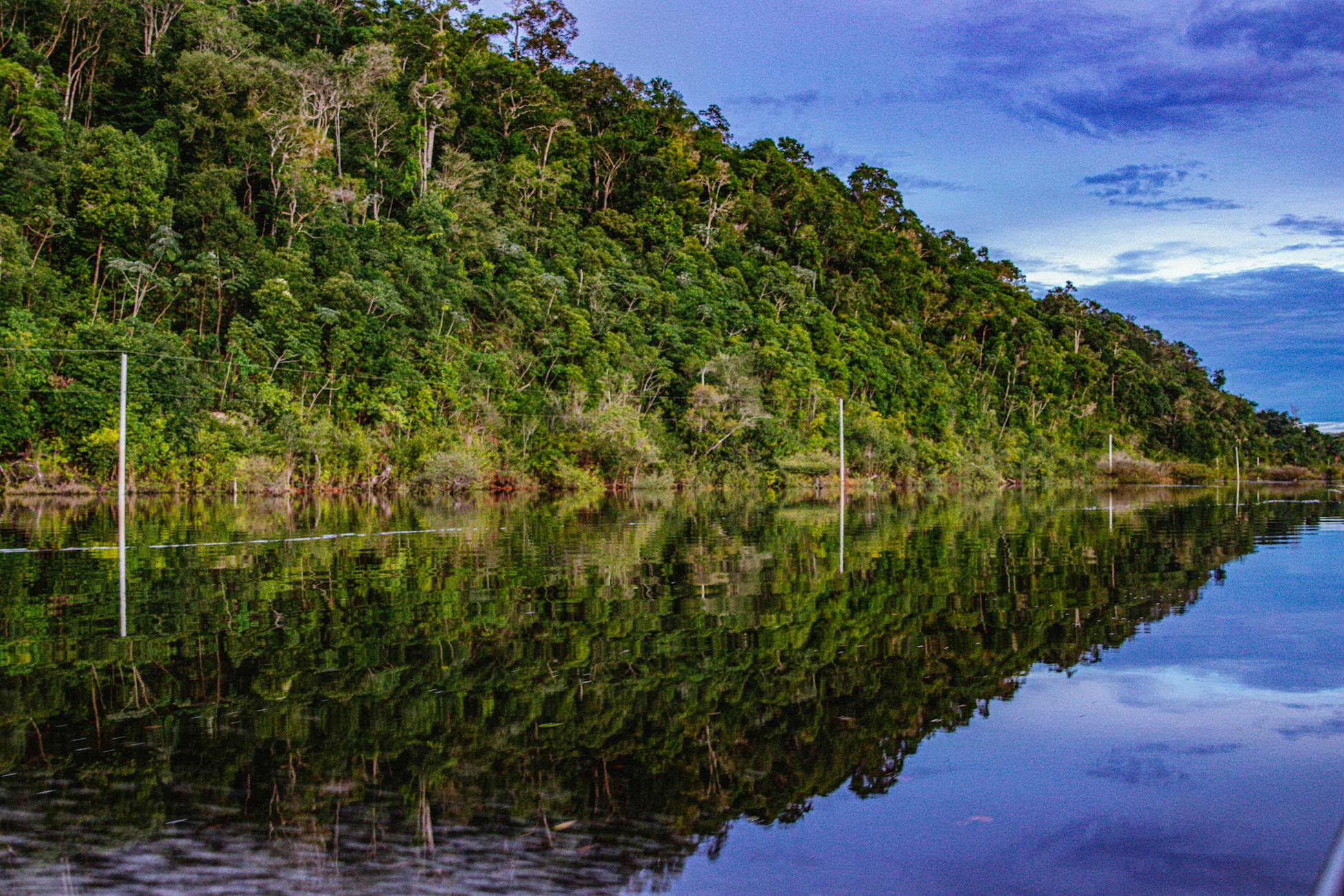 Indigenous Amazonian shamans identified the specific combination of two plants required to make ayahuasca active orally — a pairing that stands as what may be one of the most unlikely discoveries in the history of human botany, given there are roughly 80,000 plant species in the Amazon