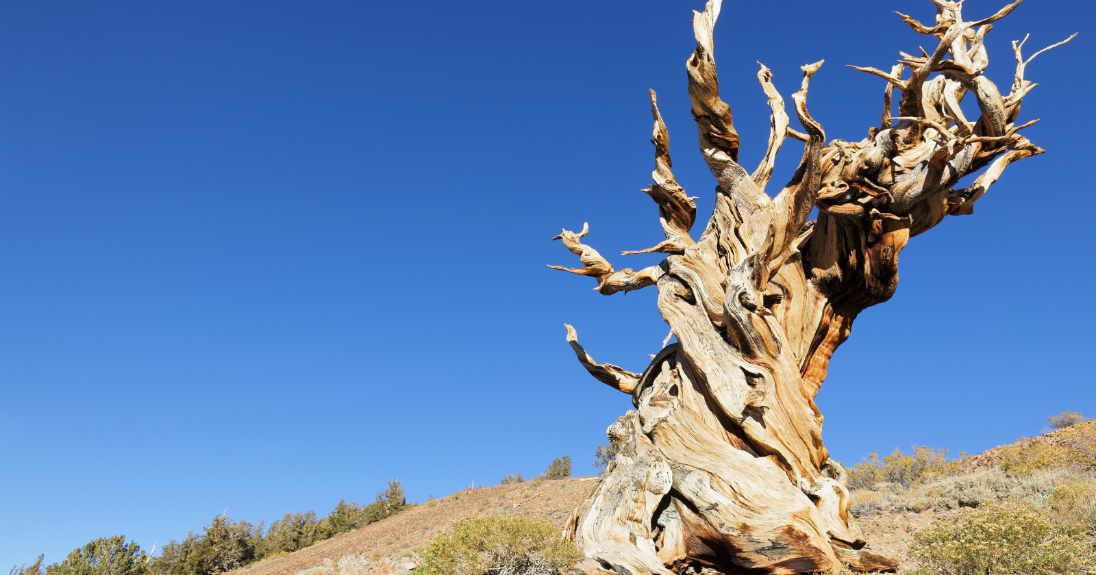 Bristlecone pines in the White Mountains of California have been alive for more than 4,800 years — meaning the oldest ones were already centuries old when the pyramids were being built, and almost none of them grow more than thirty feet tall