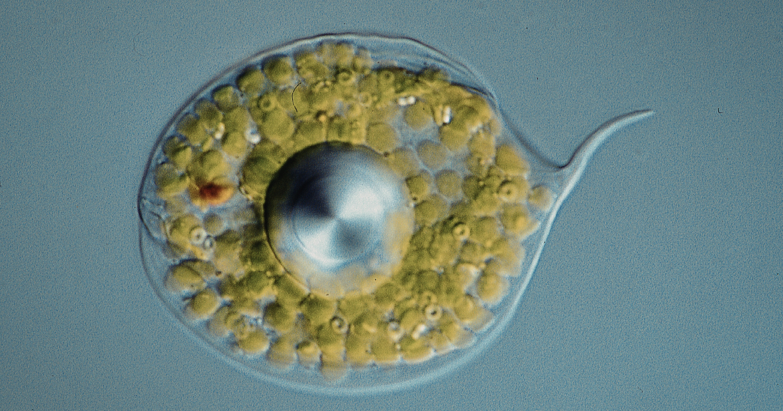 Roughly two billion years ago, one single-celled organism swallowed another and instead of digesting it, ended up living with it permanently inside — and the bacterium that almost became a meal became the mitochondria that now power nearly every cell in nearly every plant and animal on Earth, still carrying a small remnant of their own ancient bacterial DNA, separate from ours.