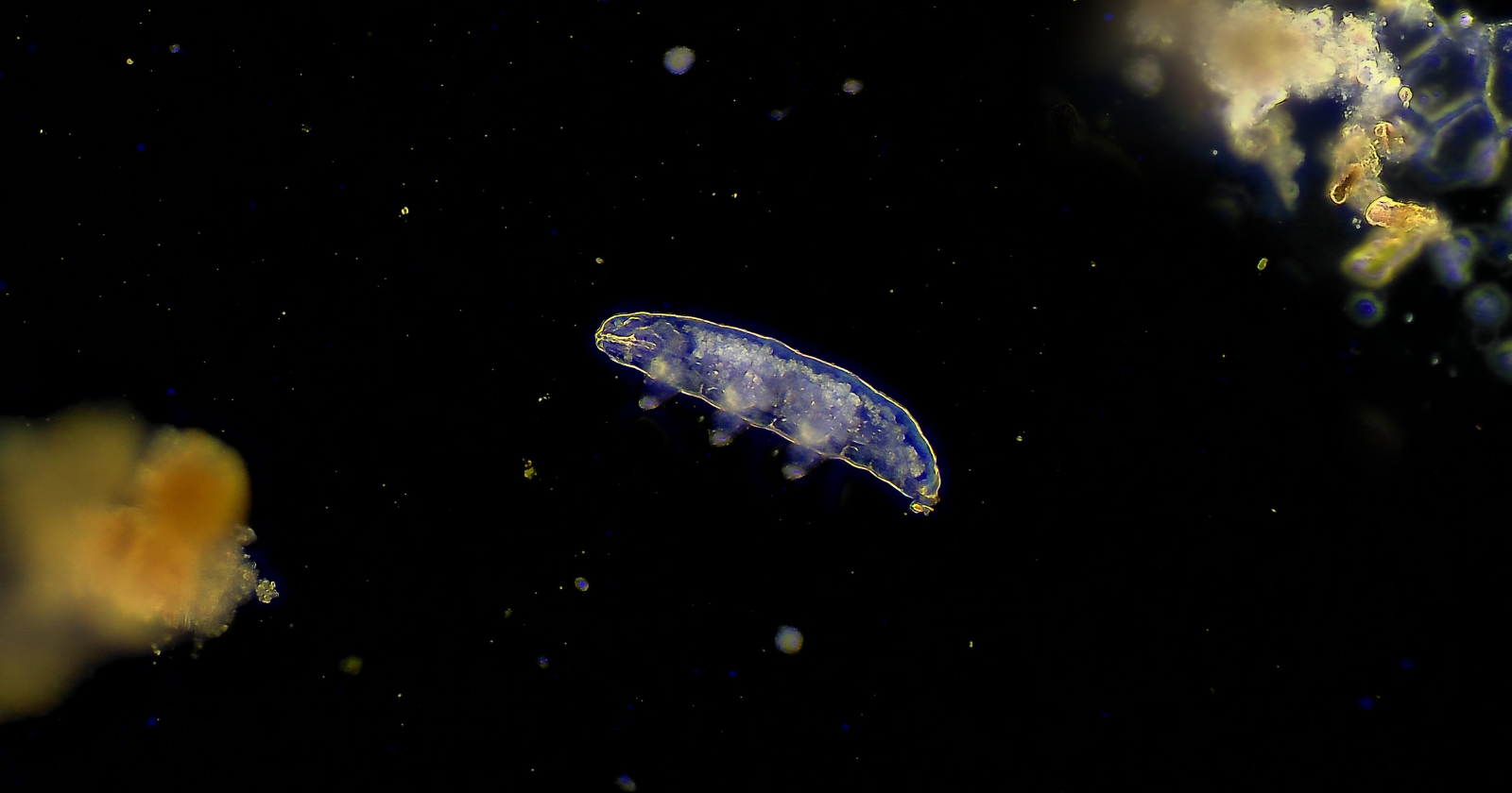 In 2007 the European Space Agency exposed dried tardigrades to the open vacuum of space for 10 days aboard the FOTON-M3 mission, and most survived the combination of vacuum and cosmic radiation, with some even surviving direct solar UV — then revived back on Earth and produced viable offspring.