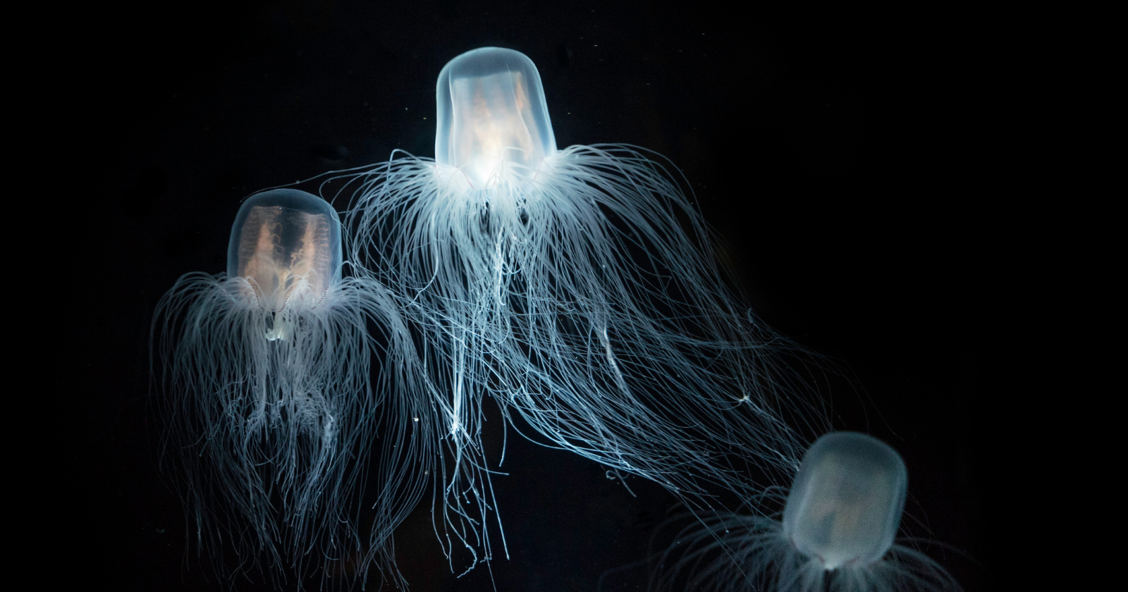 A tiny jellyfish can reverse its own life cycle when injured or starving, turning back into its younger self instead of dying of old age like everything else