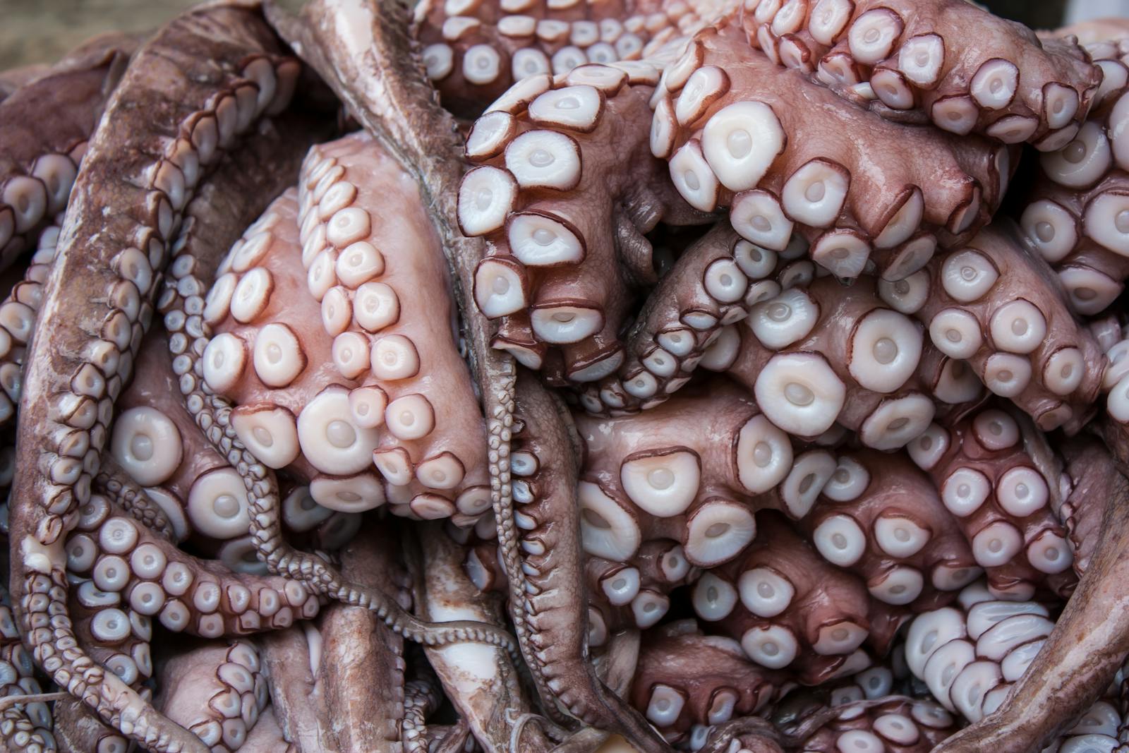 octopus arm suckers
