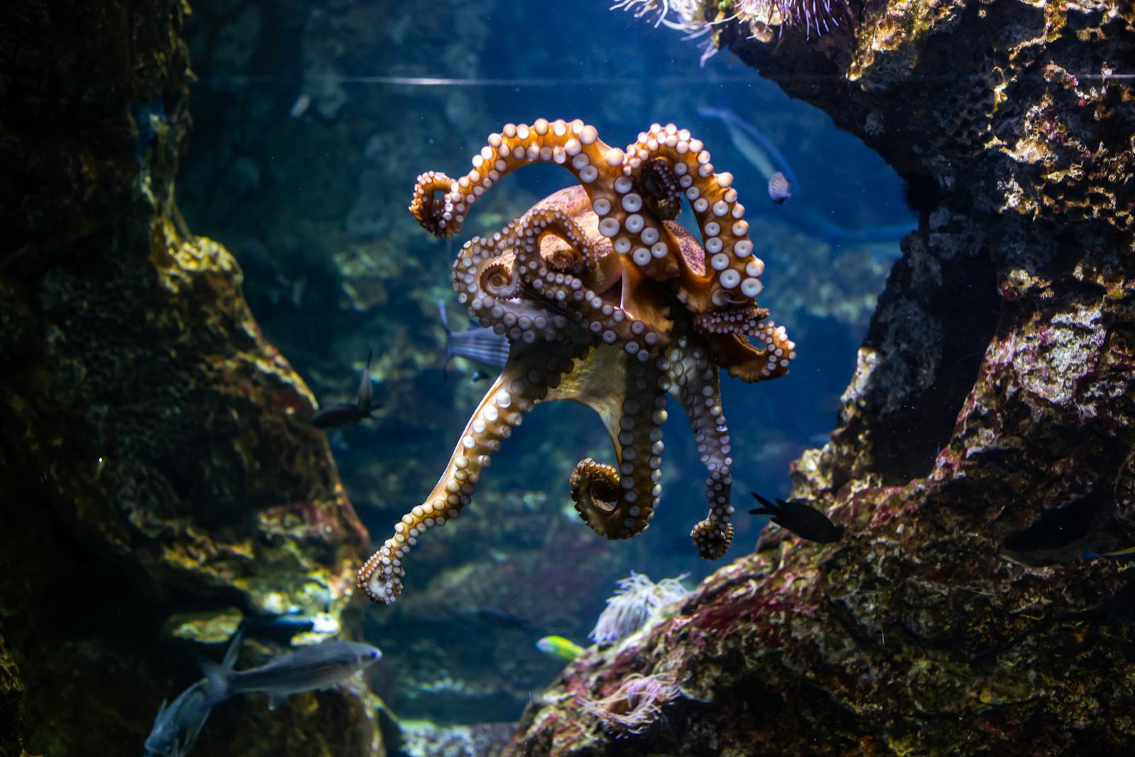 Octopuses have nine brains, three hearts, and blue copper-based blood, with roughly two-thirds of their neurons spread through their arms, allowing each arm to taste, move, and react with a startling degree of local control