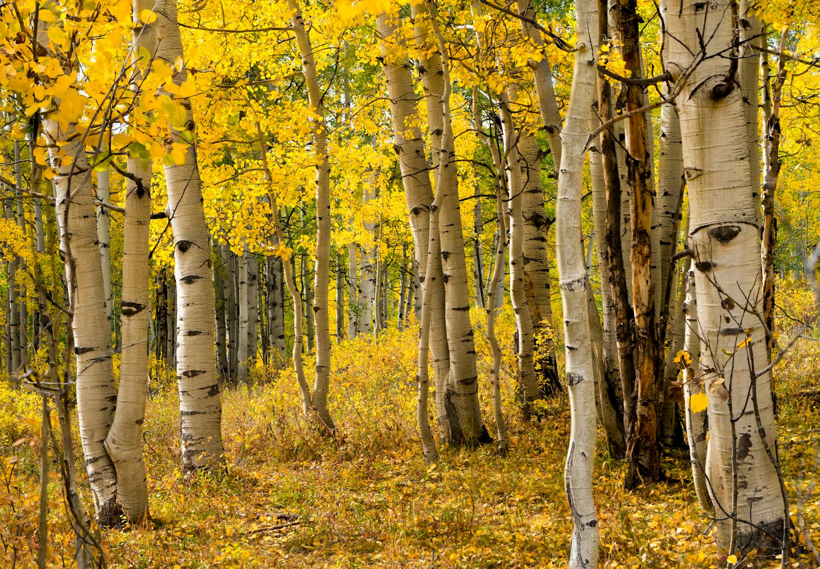 quaking aspen trunks autumn