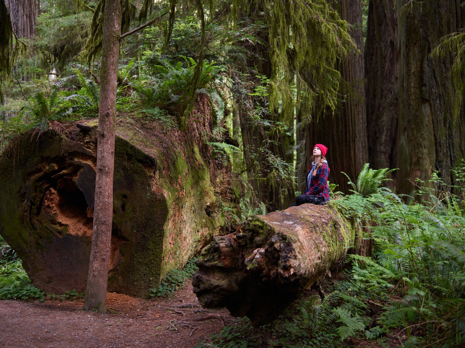 redwood forest floor