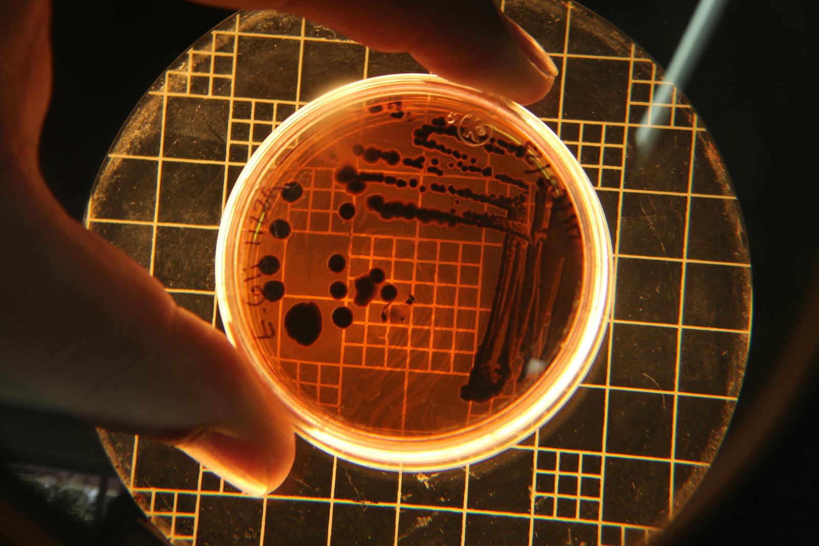 Researchers studying gut bacteria accidentally identified the molecule that determines how fast you age — and it's already in three drugs sitting on pharmacy shelves